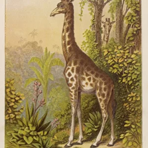 Giraffe (Kronheim)
