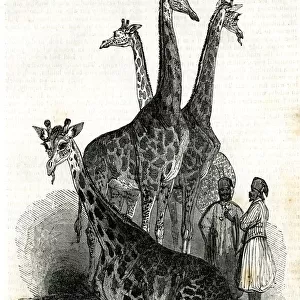 Giraffes at London Zoo, Regents Park - The Mirror magazine