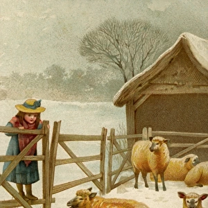 Girl watching sheep