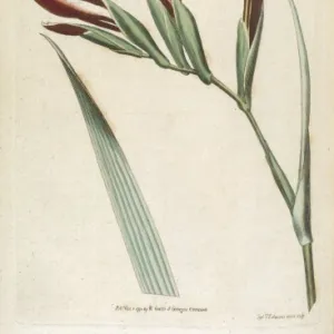 Gladiolus Cardinalis