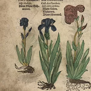 Gladiolus, German iris and Florentine iris