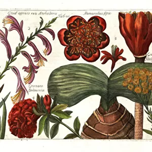 Gladiolus, Gladiolus dalenii, cudweed, pomegranate