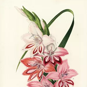 Gladiolus varieties raised by Charles Truffaut of Versailles