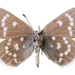 Glaucopsyche lygdamus, xerces blue Glaucopsyche lygdamus, xerces blue