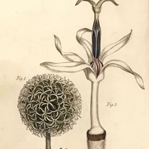 Globe thistle, Echinops sphaerocephalus