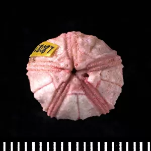 Globoblastus sp. a fossil blastoid