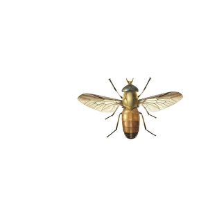 Glossina morsitans morsitans, savanna tsetse fly