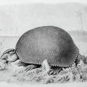 Glyptodon Asper