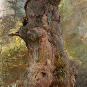 A Gnarled Tree Trunk
