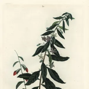 Goji berry or Chinese boxthorn, Lycium chinense