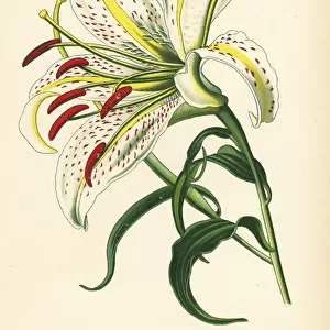 Gold-rayed lily of Japan or yamayuri, Lilium auratum