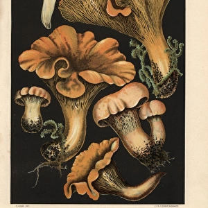 Golden chanterelle, Cantharellus cibarius, edible