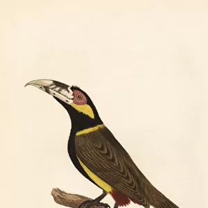 Golden-collared toucanet, Selenidera reinwardtii