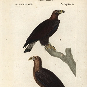 Golden eagle, Aquila chrysaetos, and white-tailed