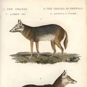 Golden jackal, Canis aureus, and Senegalese