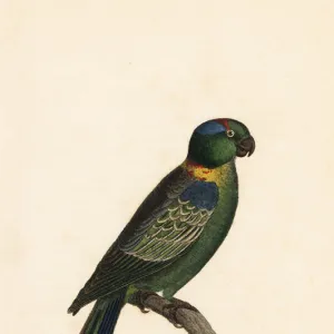 Golden-mantled racket-tail, Prioniturus platurus