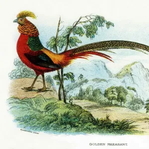 Prints of : Birds
