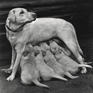 Golden Retriever with five puppies