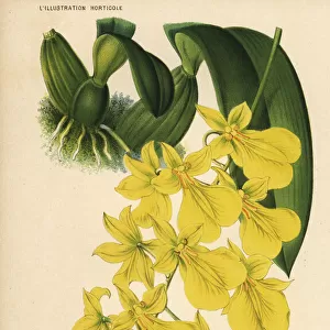 Golden shower orchid, Gomesa concolor