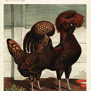Golden spangled Polish cock and hen