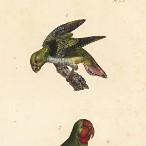 Golden-winged parakeet and red-headed lovebird