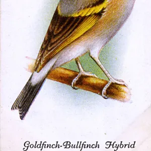 Goldfinch-Bullfinch Hybrid