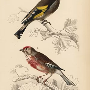 Goldfinch, Carduelis carduelis, and common