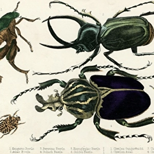 Goliath Beetle Etc