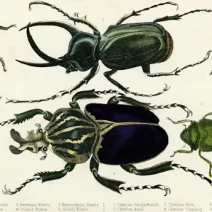 Goliath Beetle Etc Goliath Beetle Etc