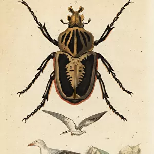 Goliath beetle, Goliathus goliatus 1 and common