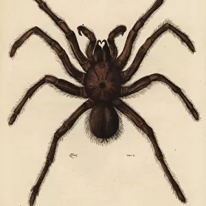 Goliath birdeater spider, Theraphosa blondi