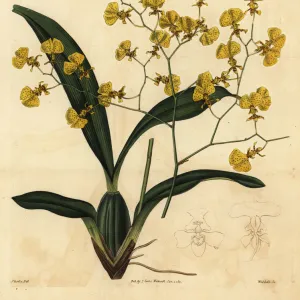 Gomesa orchid, Gomesa flexuosa (Oncidium flexuosus)