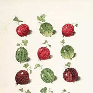 Gooseberry varieties