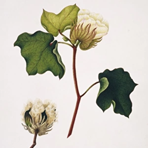 Gopypium beligiosum, nankin cotton