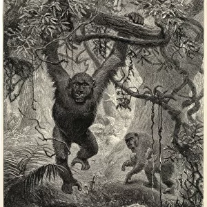 Gorillas in the Jungle