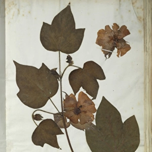 Gossypium arboreum, tree cotton