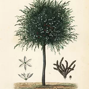 Grains of Selim tree, Xylopia aethiopica