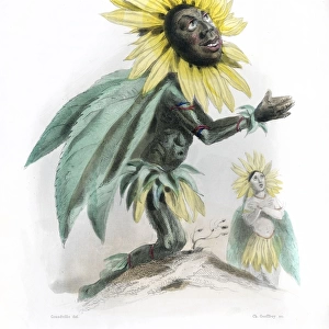 Grandville Sunflower