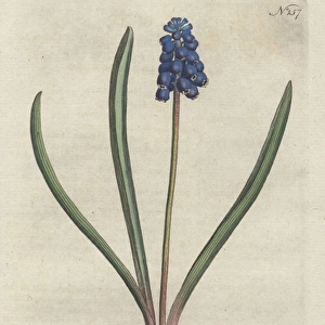 Grape hyacinth, Muscari botryoides
