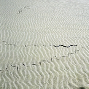 Grass Snake - snake track goes along human track
