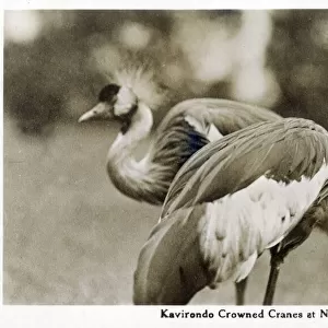 Gray Crowned Cranes at Nyeri, Kenya