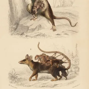 Gray four-eyed opossum and Linnaeuss mouse opossum