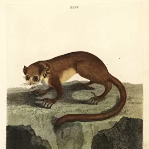 Gray mouse lemur, Microcebus murinus