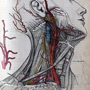 Grays Anatomy - carotid artery