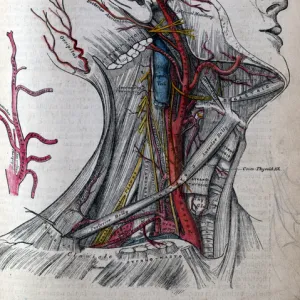 Grays Anatomy - carotid artery