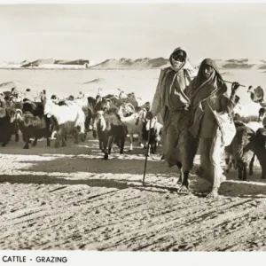 Grazing goats - Kuwait