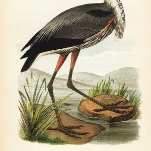 Great blue heron, Ardea herodias