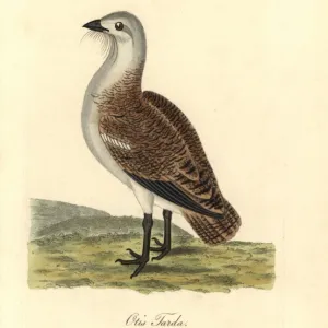 Great bustard, Otis tarda