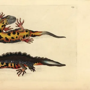 Great crested newt, Triturus cristatus Critically