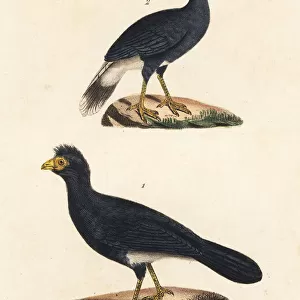 Great curassow and southern helmeted curassow